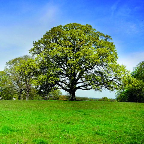 Dorset Mental Health Forum | Promoting wellbeing and recovery